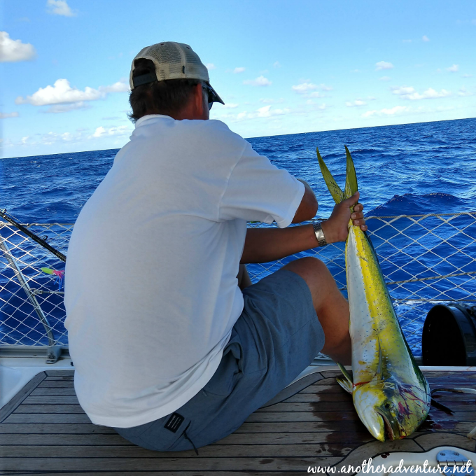 Mahi