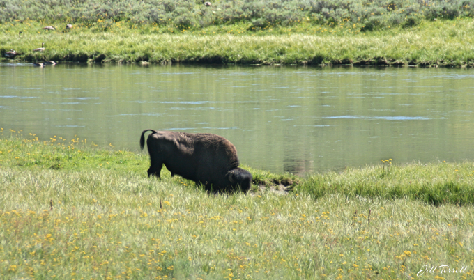 Yellowstone2d14