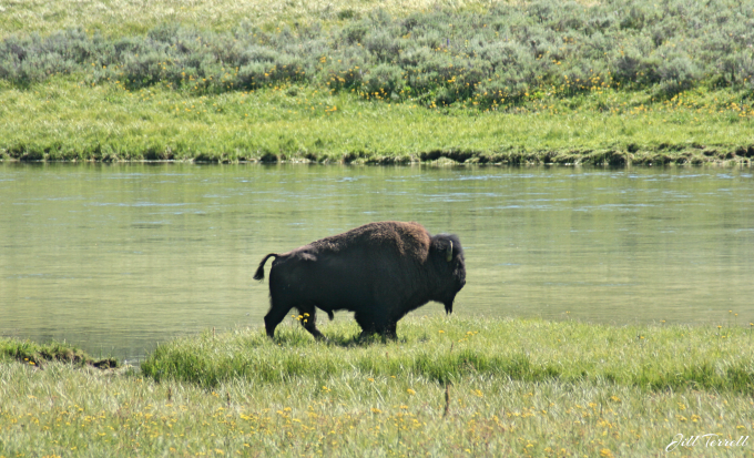 Yellowstone2d15