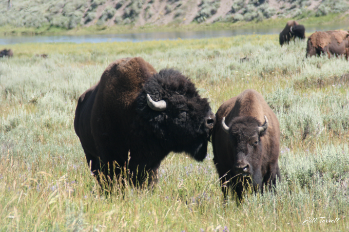 Yellowstone2d16