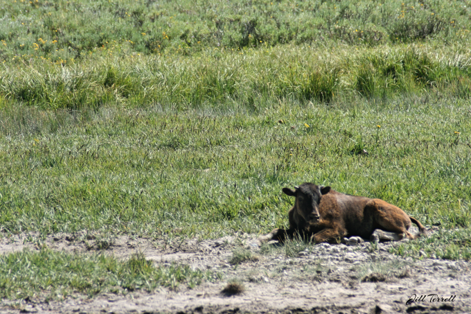 Yellowstone2d22