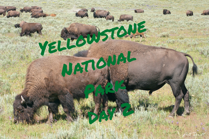 Yellowstoneday2FI